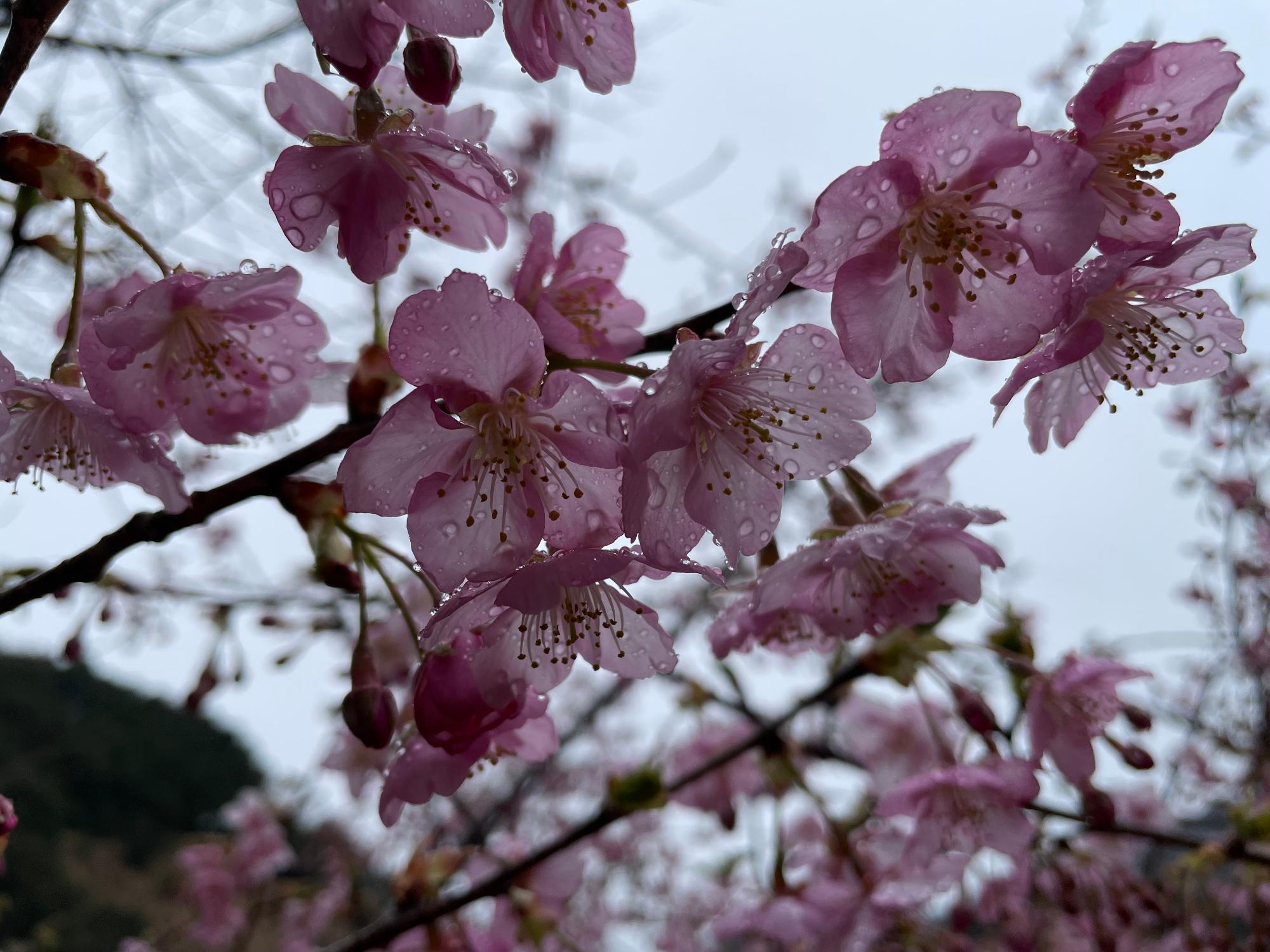 河津桜開花状況202302240923