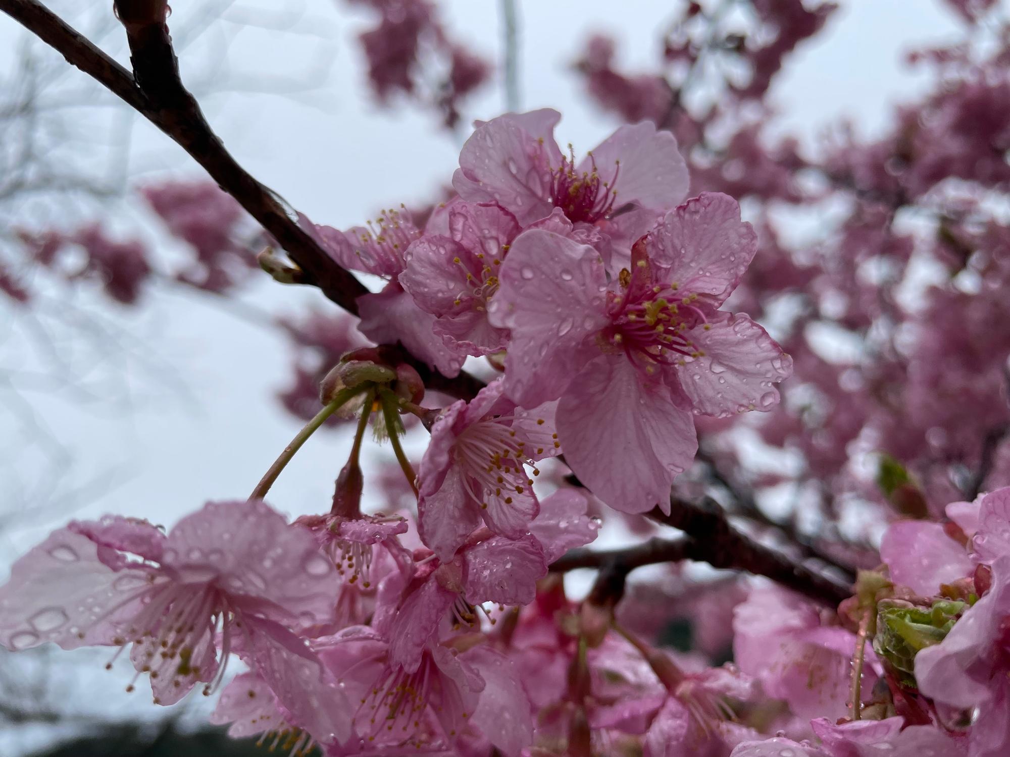 河津桜開花状況202302240924