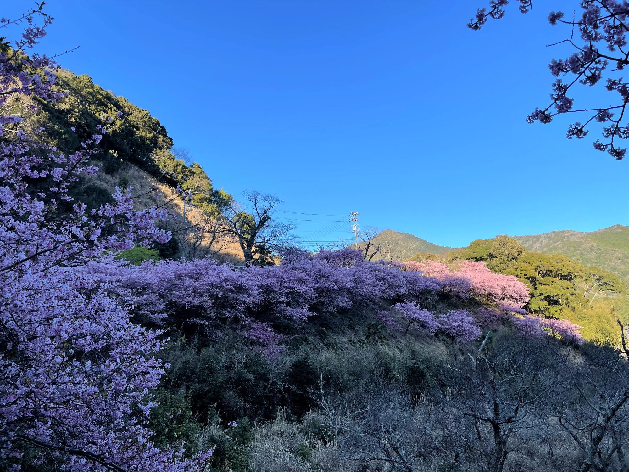 河津桜開花状況202302271610