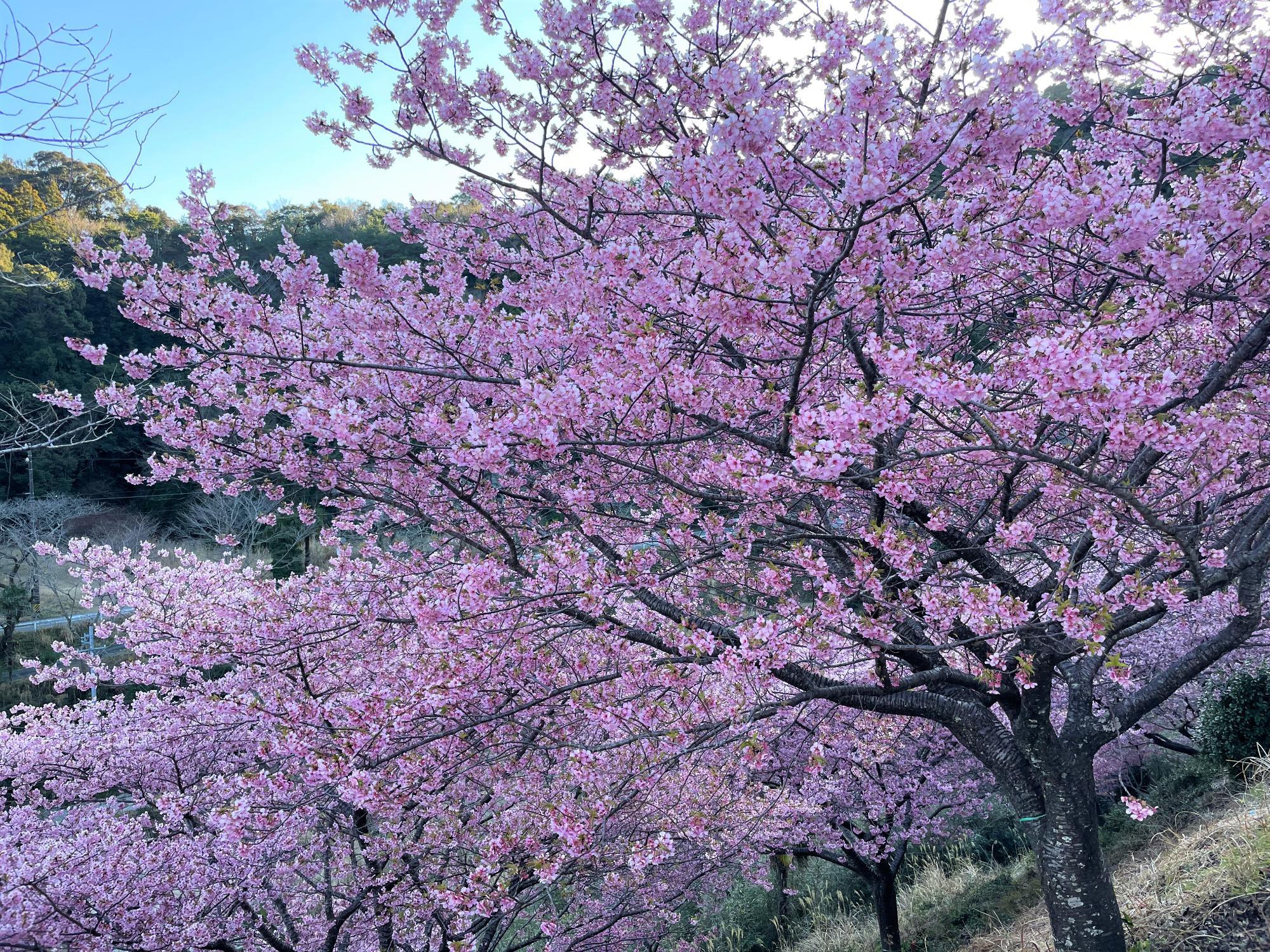 河津桜開花状況202302271611