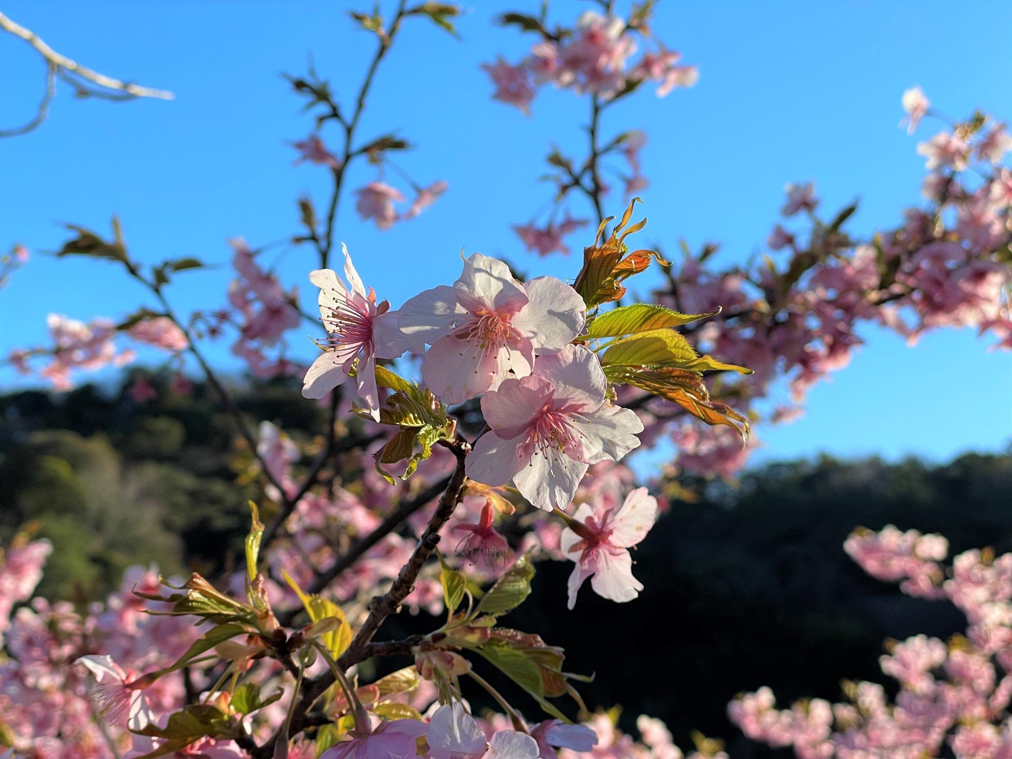 河津桜開花状況202302271612