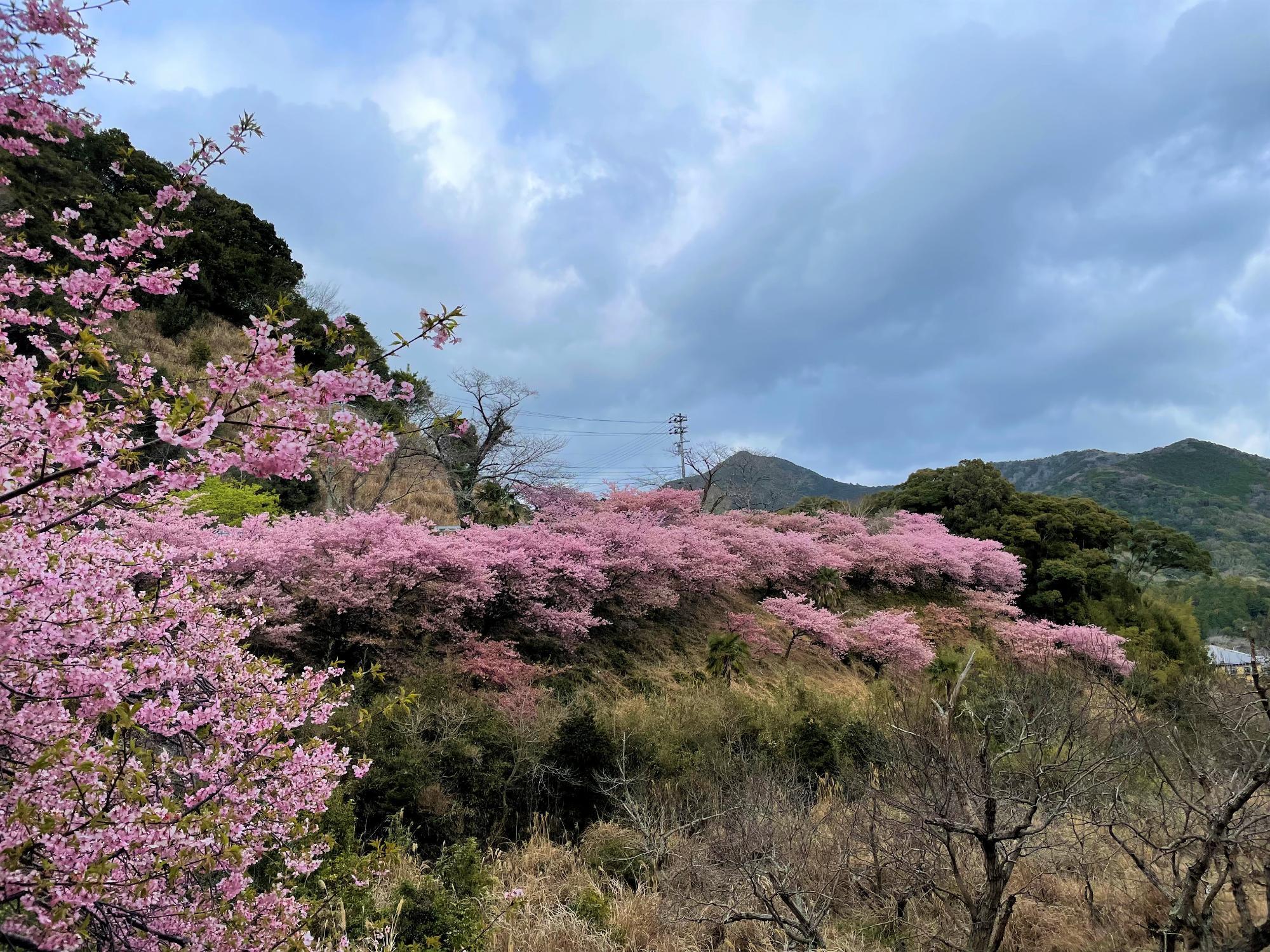 河津桜開花状況202303021530