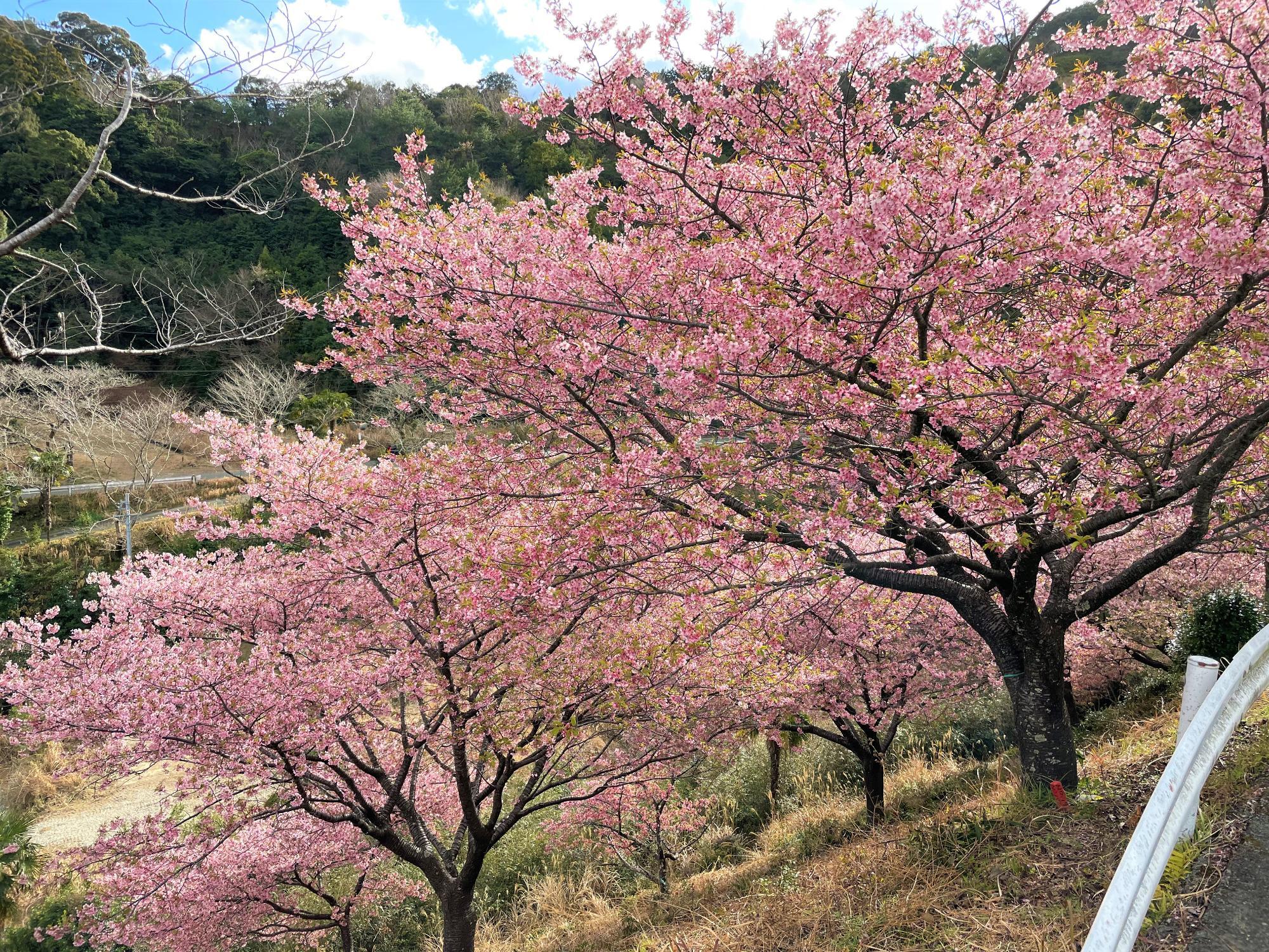 河津桜開花状況202303021531