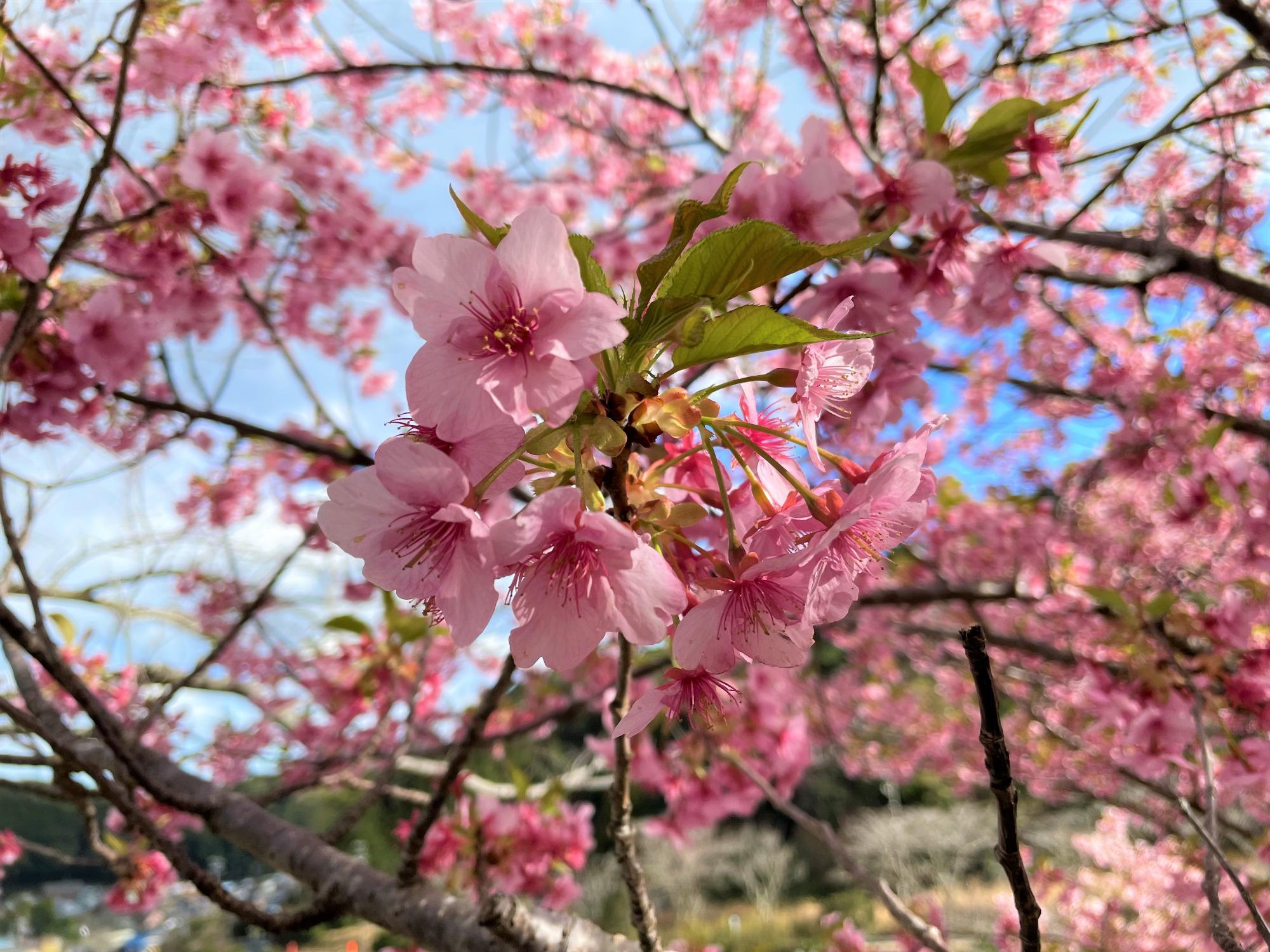 河津桜開花状況202303021532