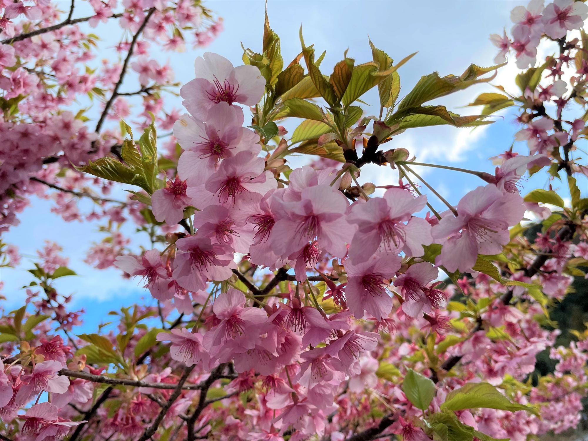 河津桜開花状況202303021533