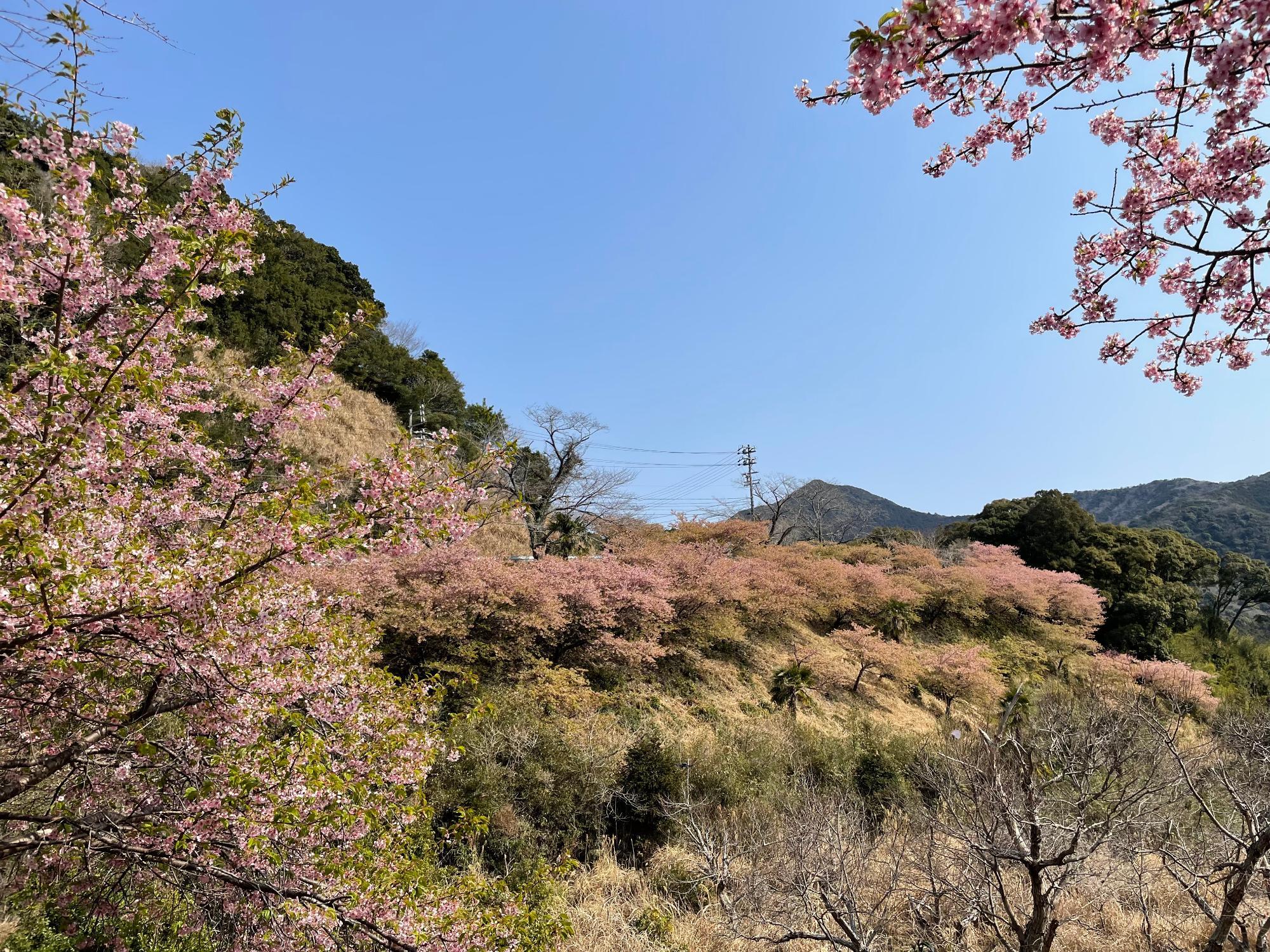 河津桜開花状況202303081030