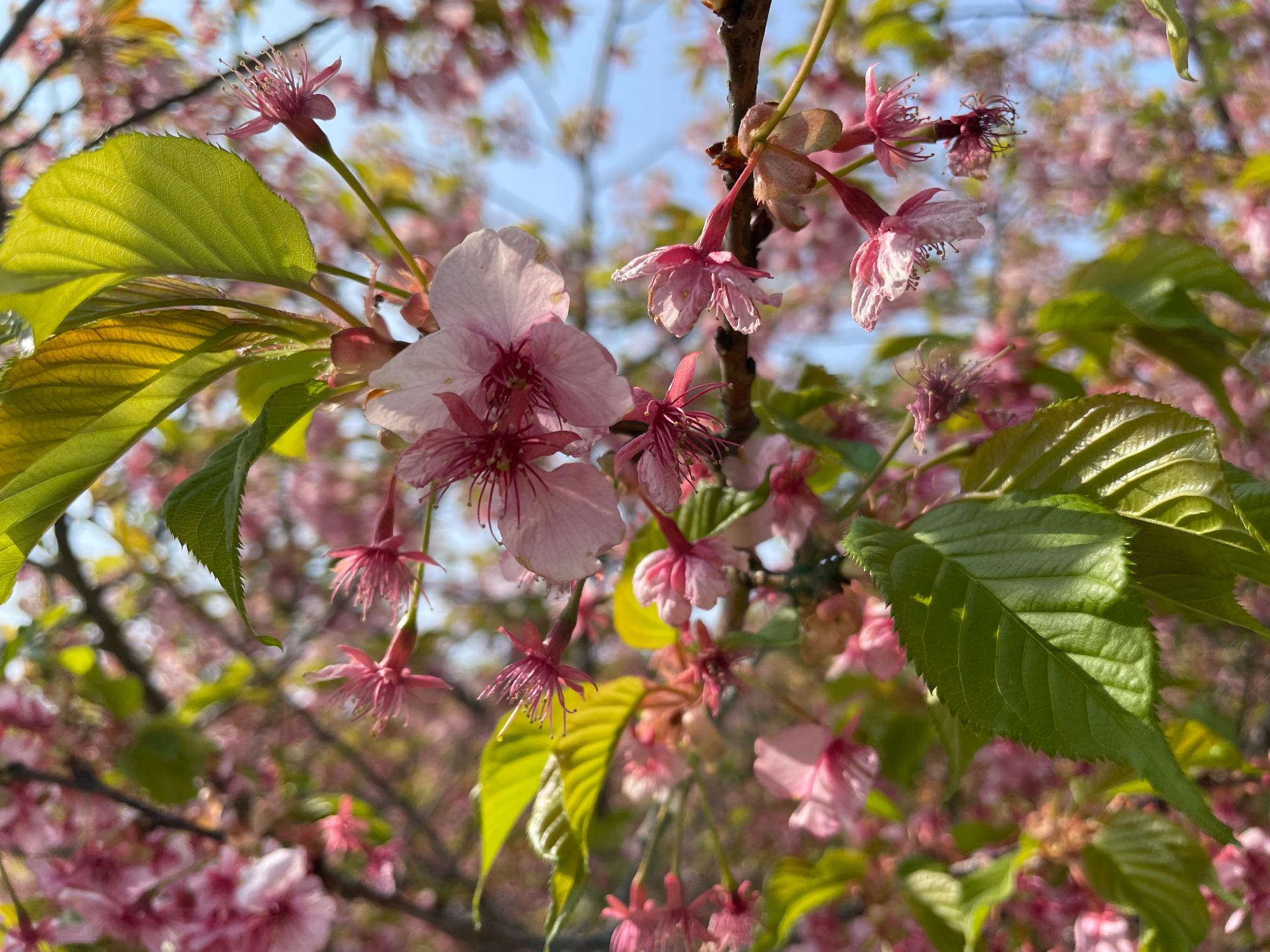 河津桜開花状況202303081032