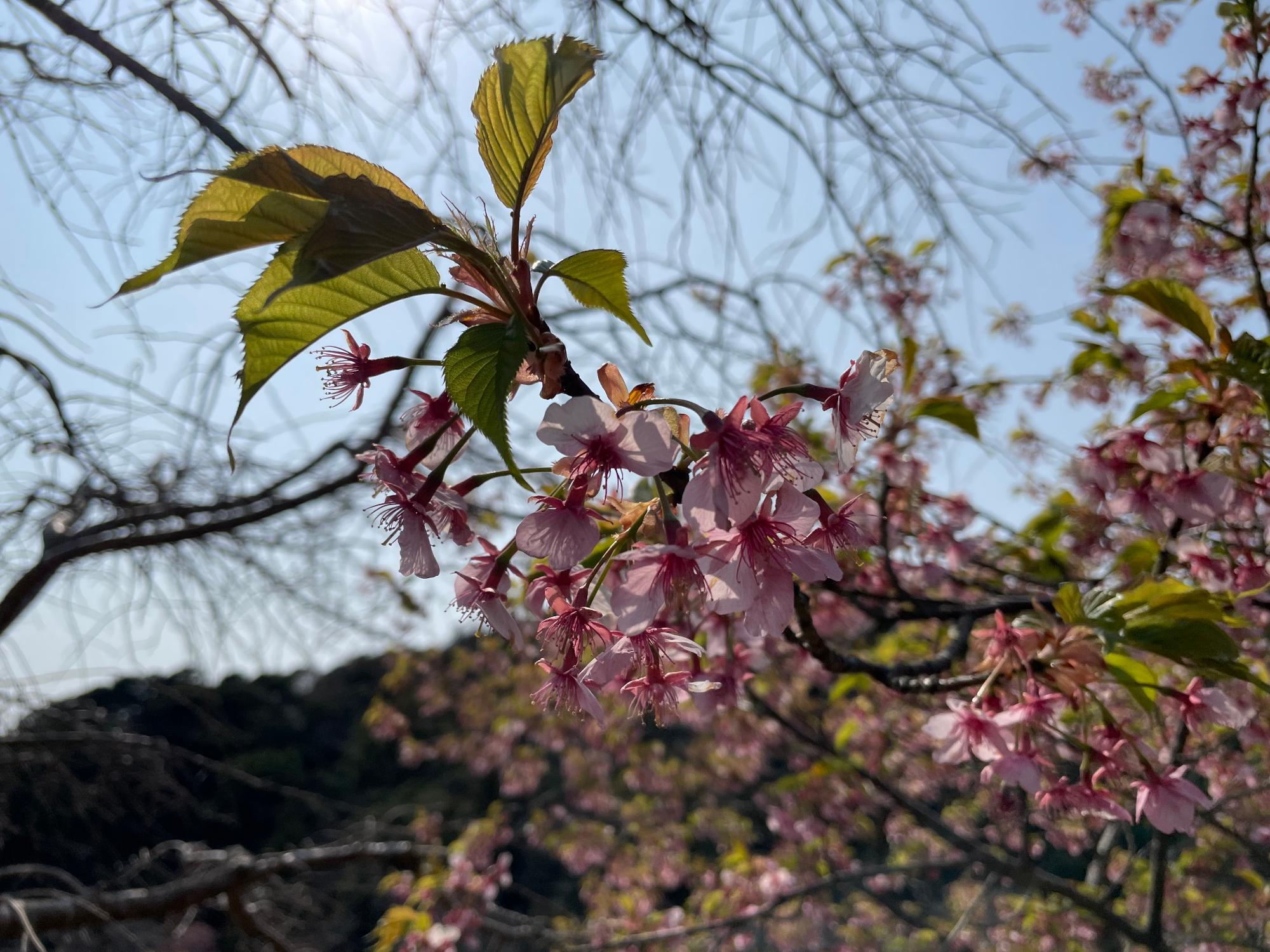 河津桜開花状況202303081033