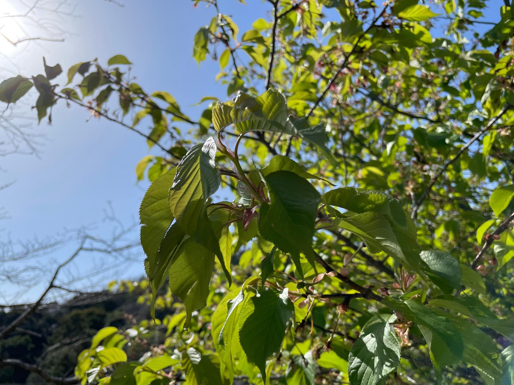 河津桜開花状況202303140932