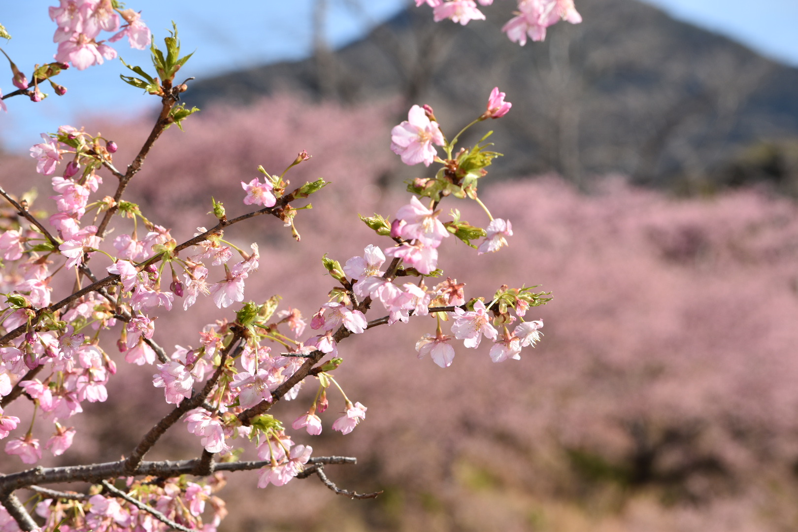 kawazu0219