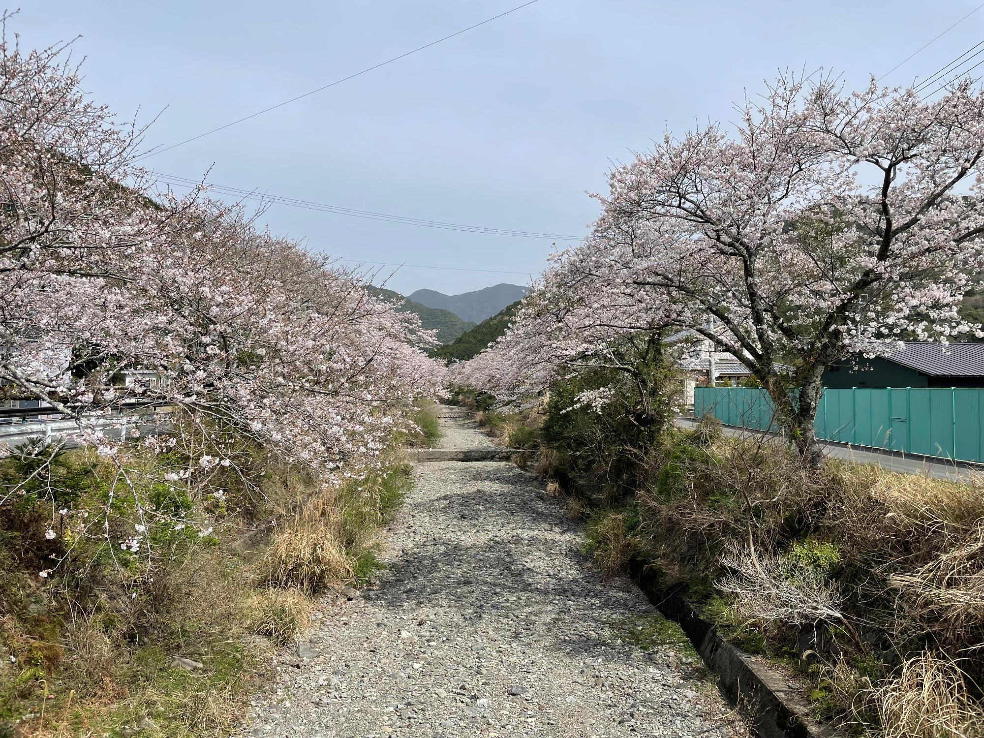 河内桜開花状況202303271030