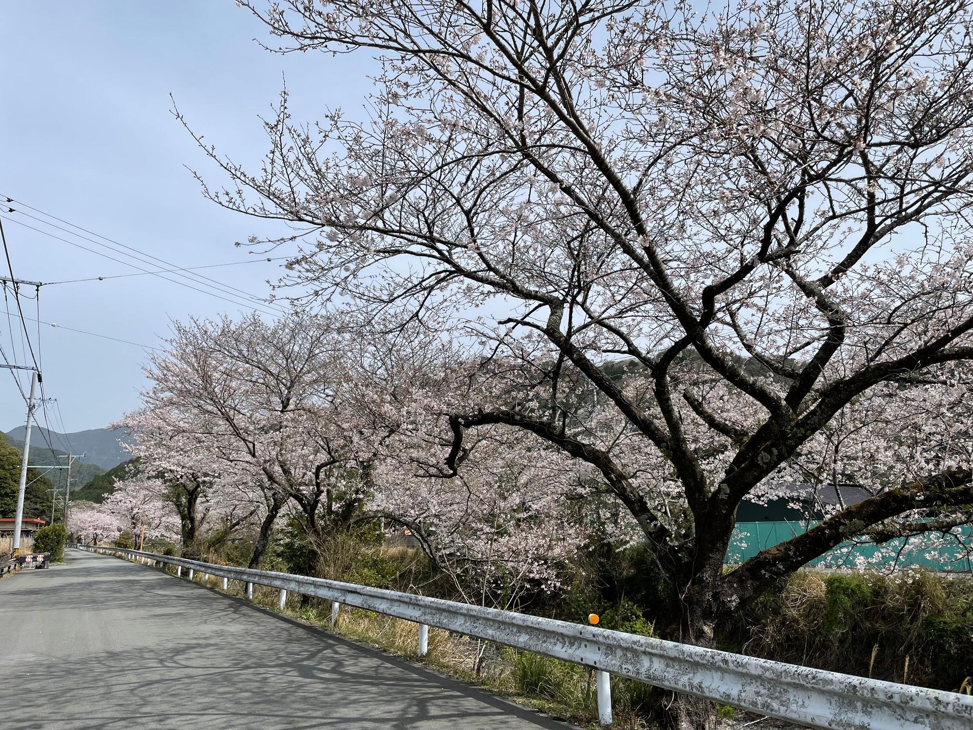 河内桜開花状況202303271031