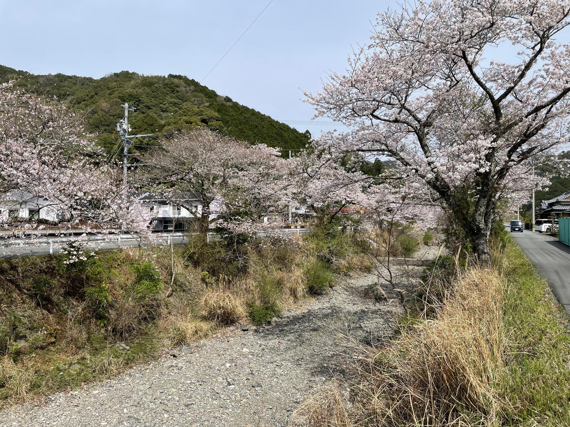 河内桜開花状況202303271032