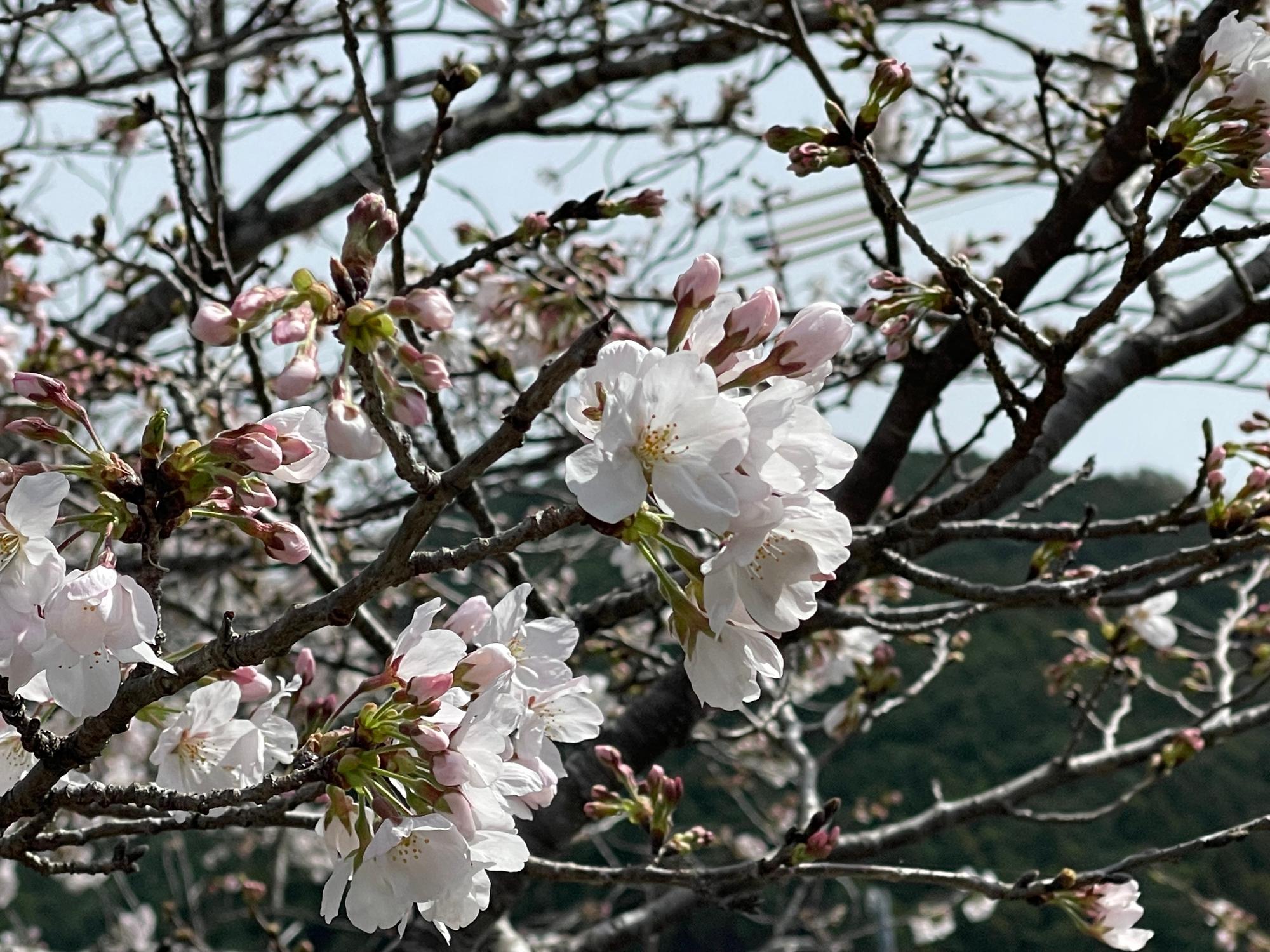 河内桜開花状況202303271033