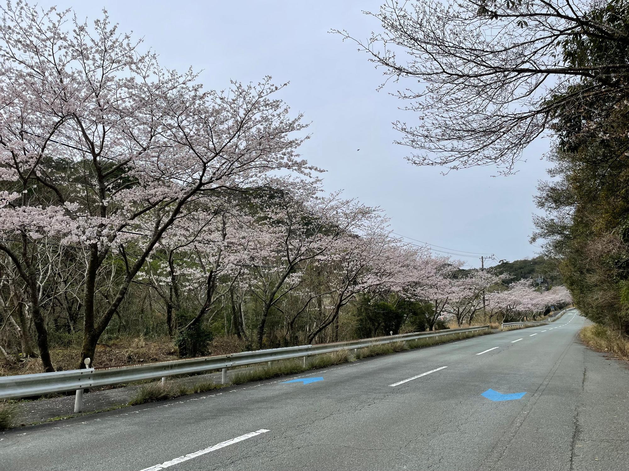 道方桜開花状況202303270930