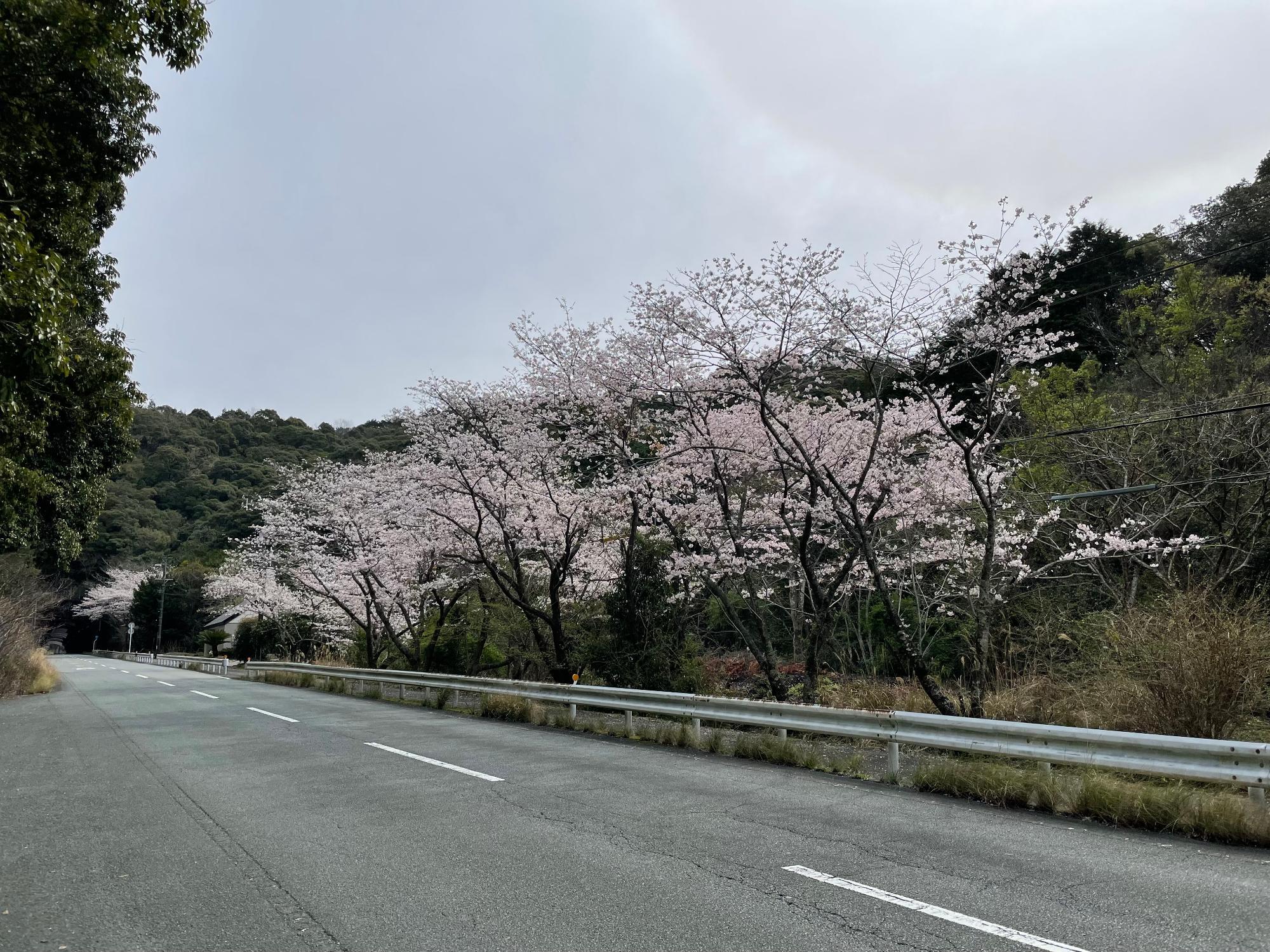 道方桜開花状況202303270931