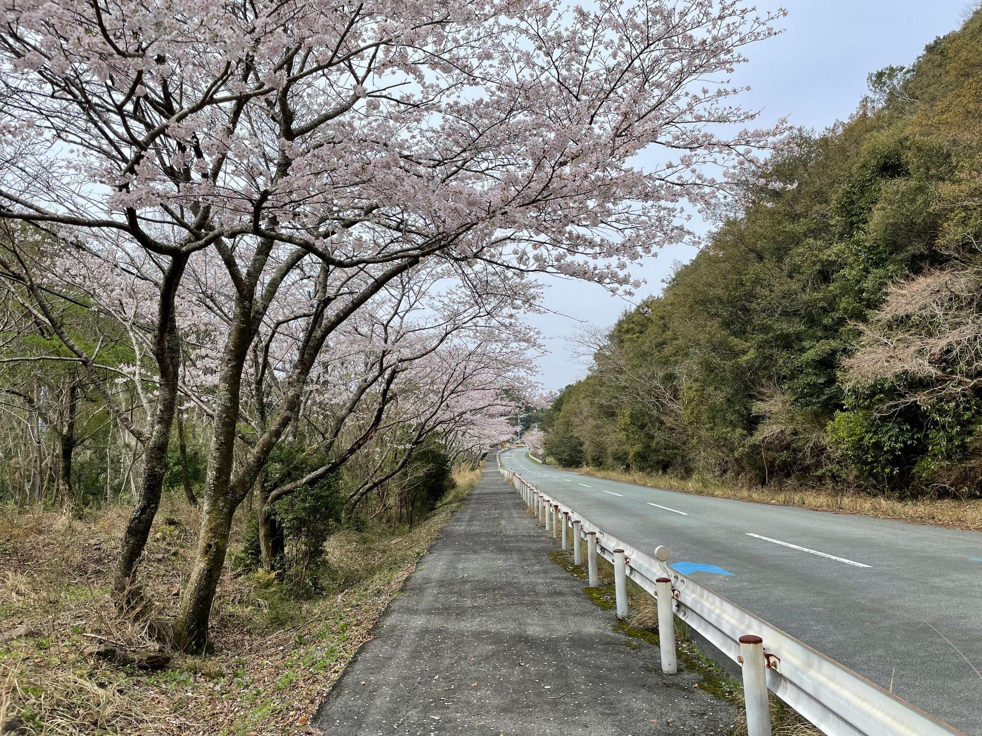 道方桜開花状況202303270932