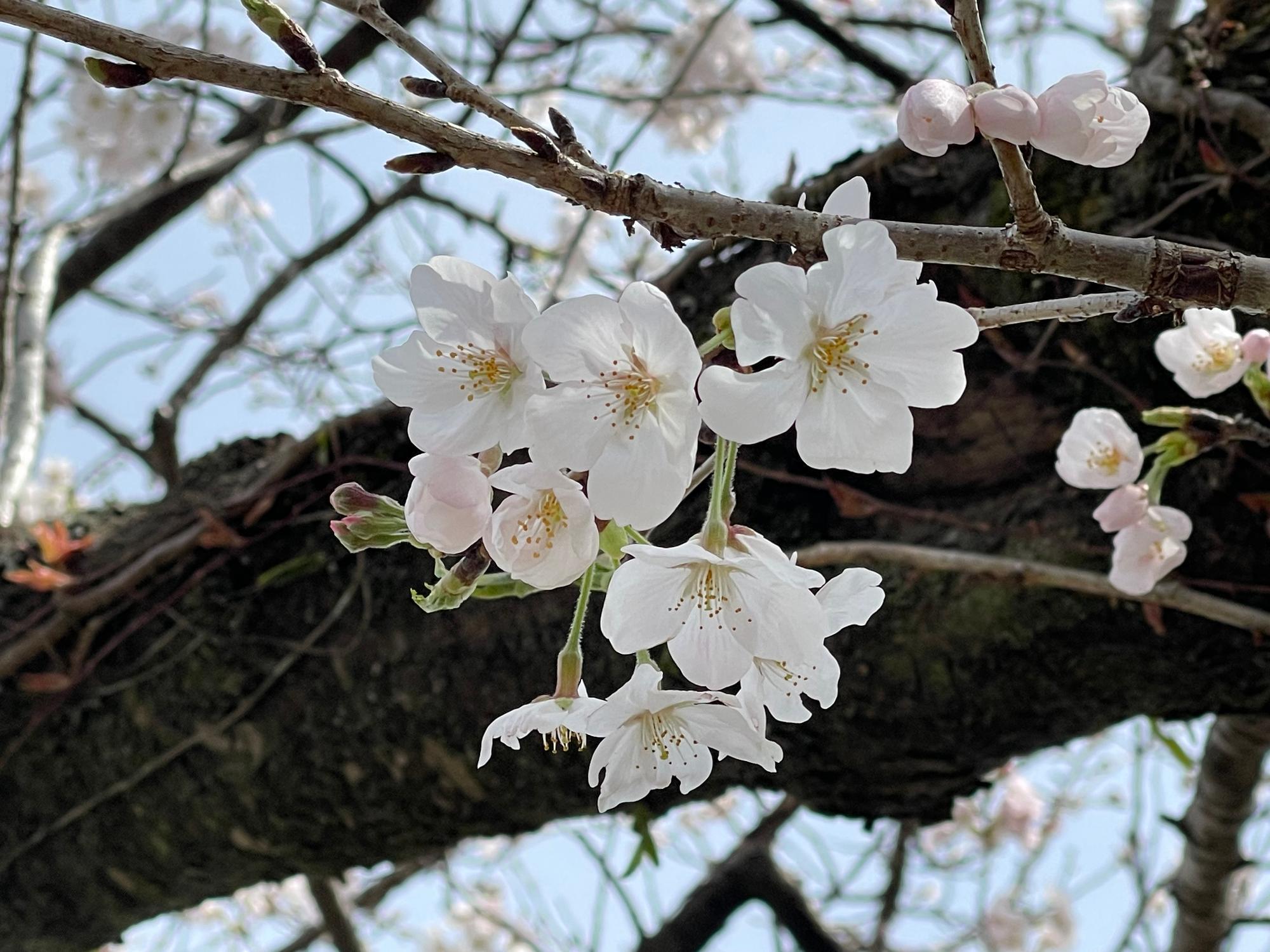 道方桜開花状況202303270933