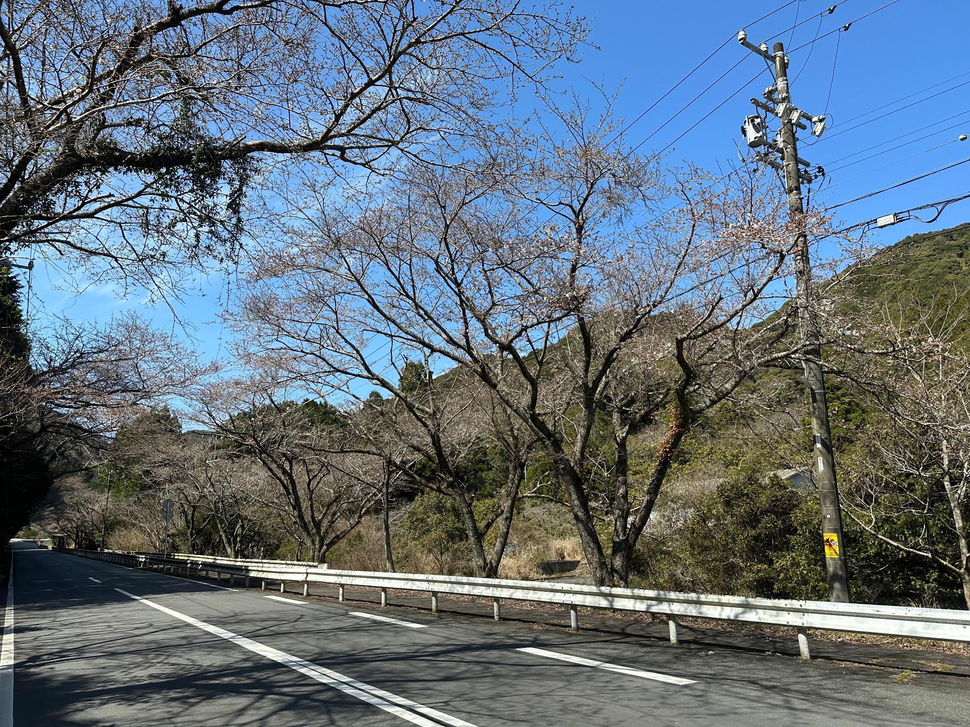 小方竈桜開花状況202303201130