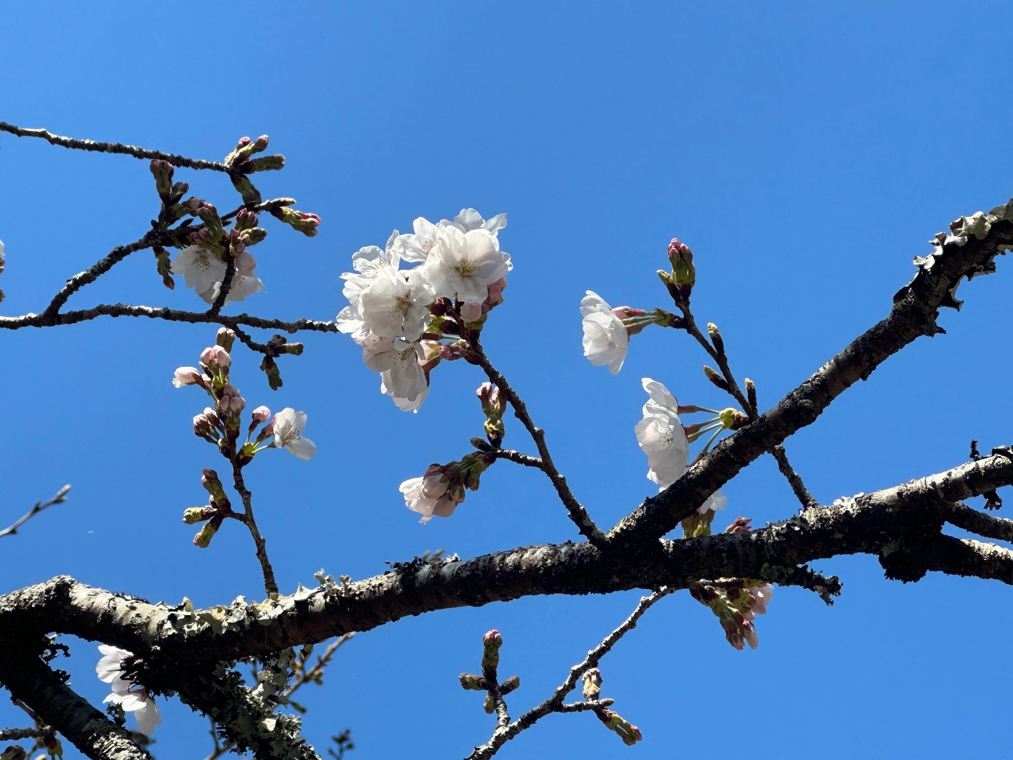 小方竈桜開花状況202303201132