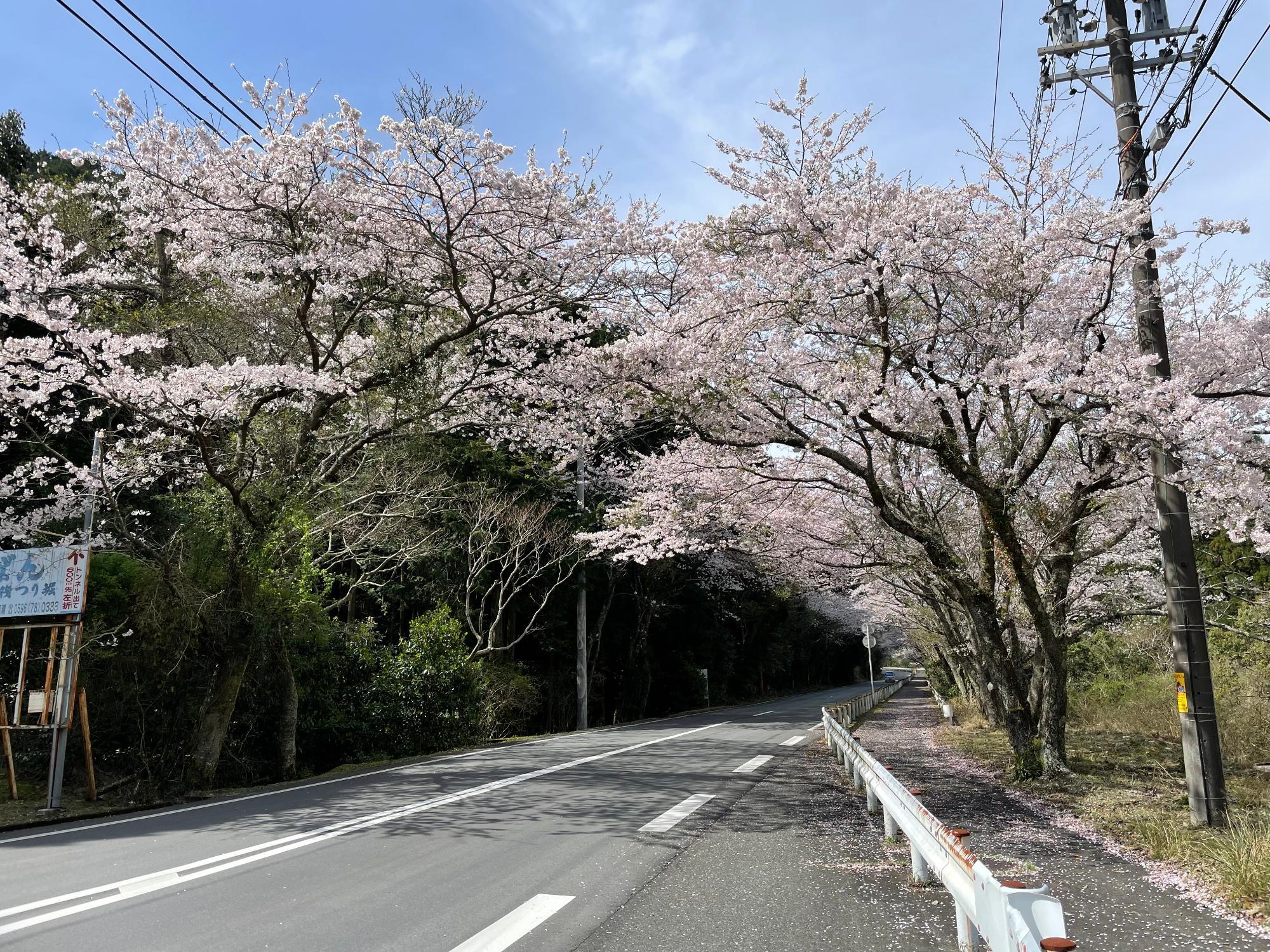 小方桜開花状況202303271031