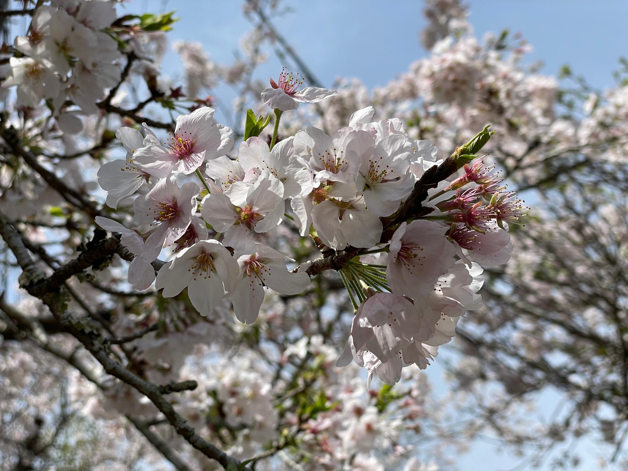 小方桜開花状況202303271033