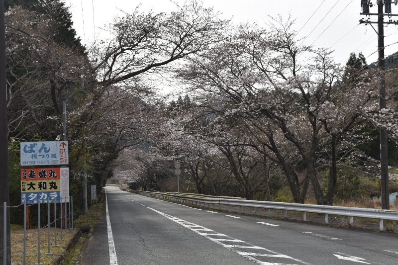 小方竈桜