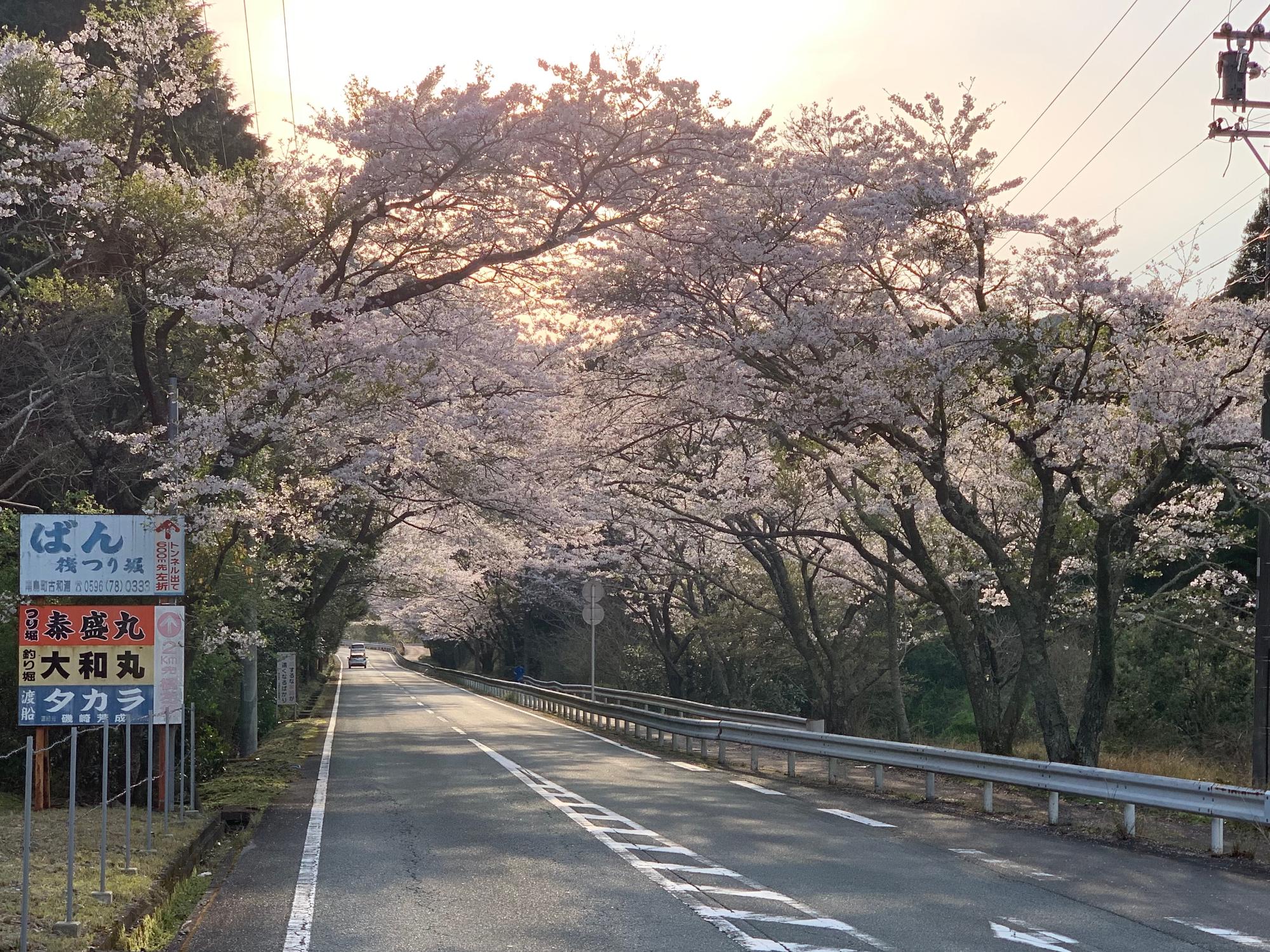 小方竈桜1