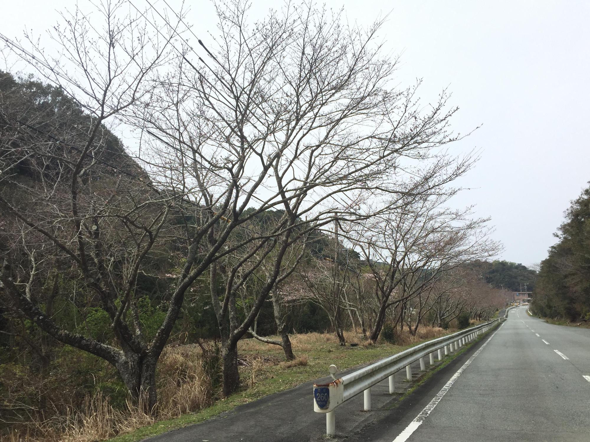 桜の写真