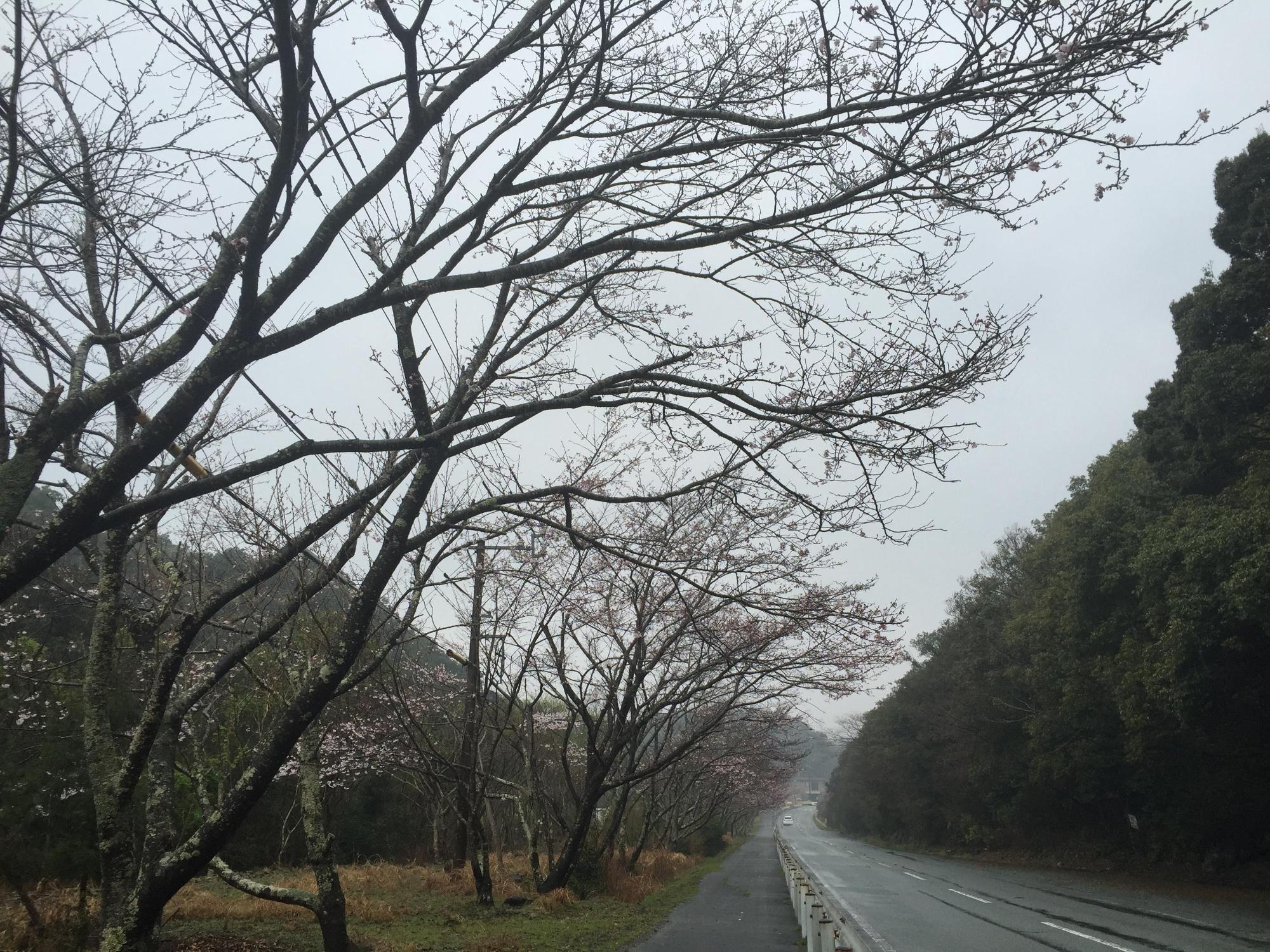 桜の写真