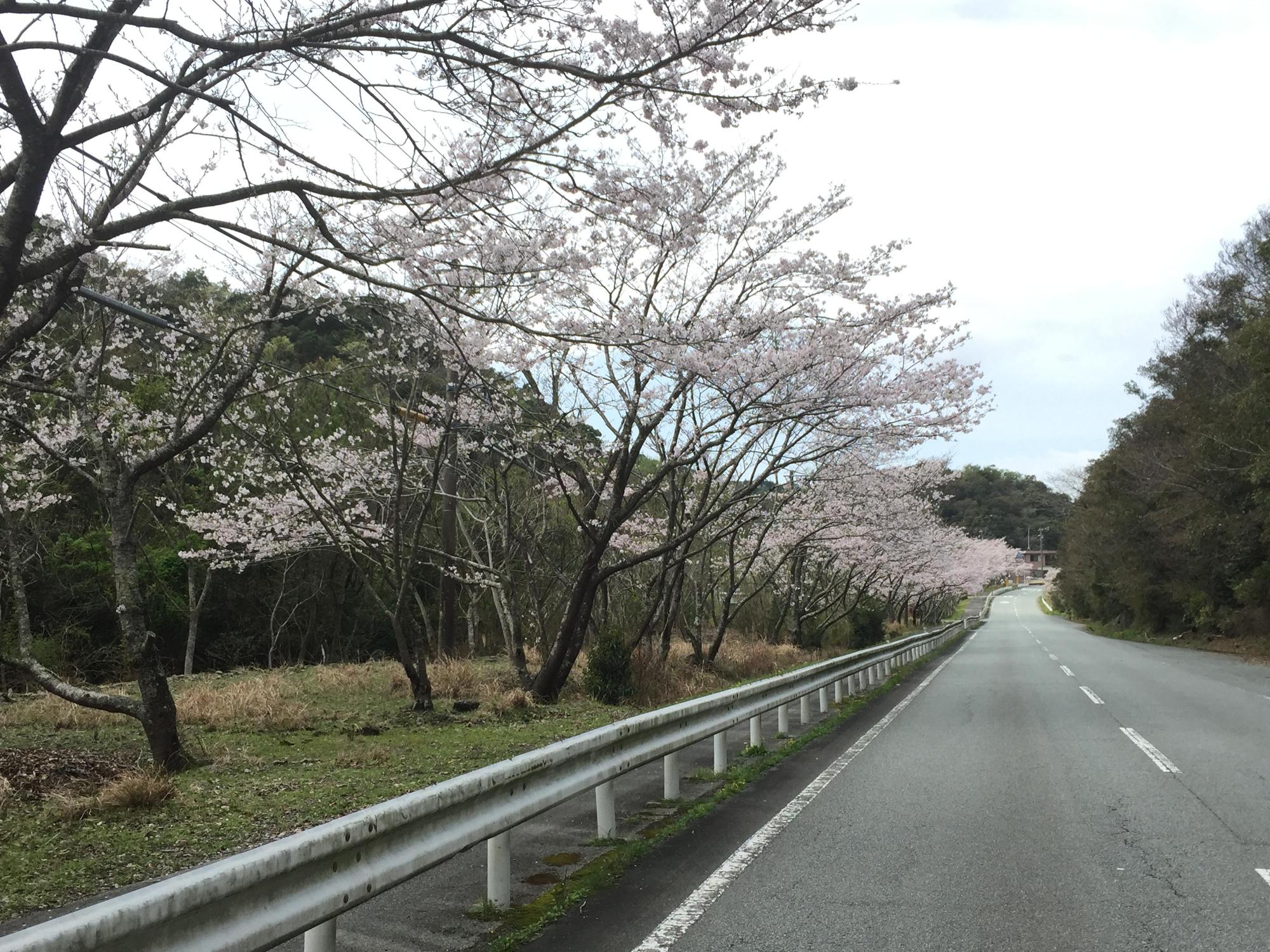 桜の写真