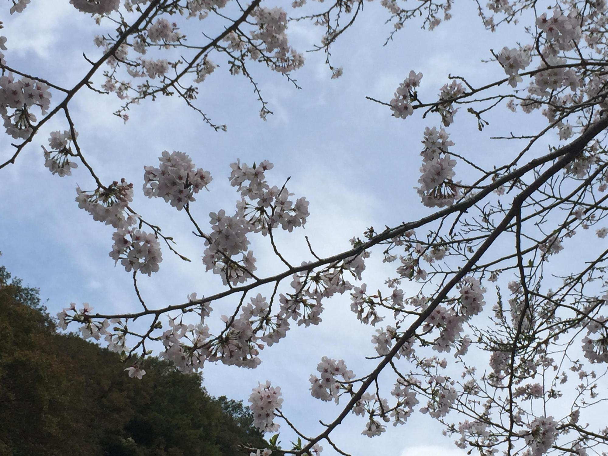 桜の写真