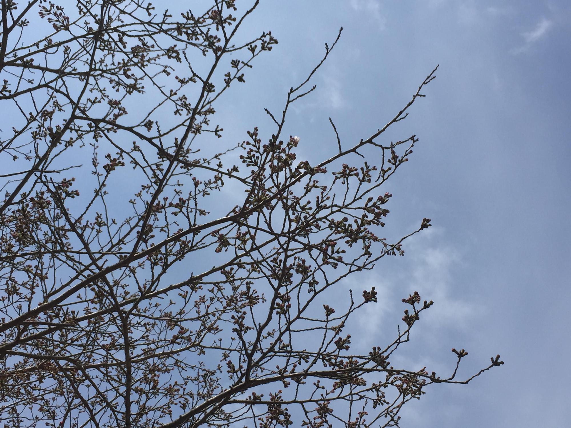 桜の写真