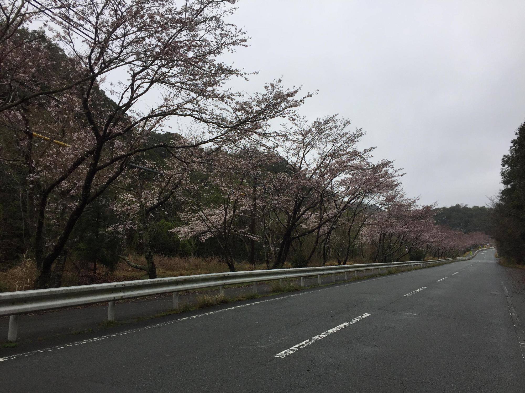 桜の写真